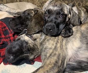 Mastiff Puppy for sale in MILLBROOK, NY, USA
