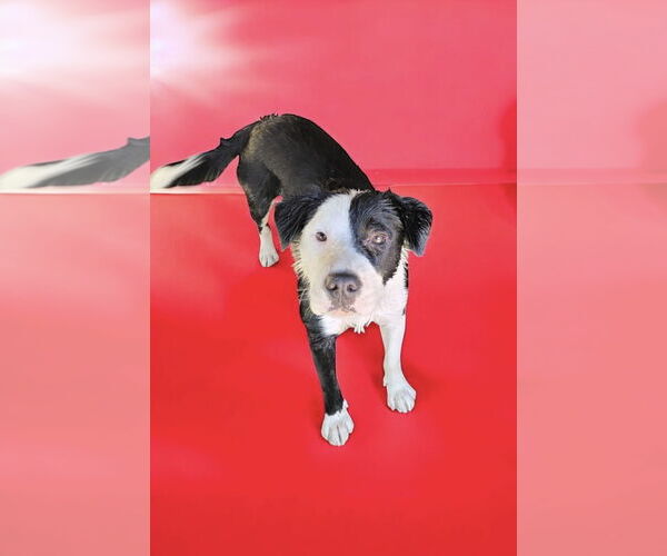 Medium Photo #2 Border Collie Puppy For Sale in Menifee, CA, USA