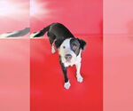 Small #1 Border Collie
