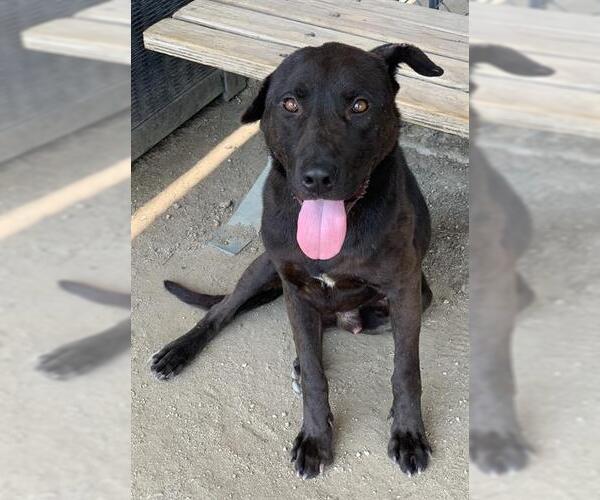 Medium Photo #2 Labrador Retriever-Unknown Mix Puppy For Sale in Riverside, CA, USA