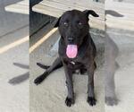 Small #1 Labrador Retriever Mix