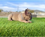 Small #14 French Bulldog