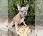 Dixie - Female French Bulldog Puppy for Sale - Photo #3
