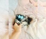 Small #5 Pomeranian