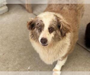 Medium Australian Shepherd Mix