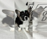 Small #2 Pembroke Welsh Corgi