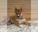 Small #18 Shiba Inu