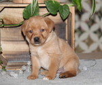 Small #1 Labrador Retriever