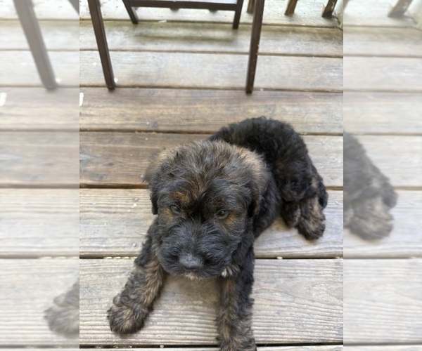Medium Photo #29 Saint Berdoodle Puppy For Sale in DINWIDDIE, VA, USA