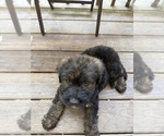 Small Photo #29 Saint Berdoodle Puppy For Sale in DINWIDDIE, VA, USA