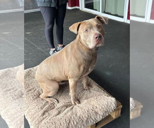 Sophie - Female American Staffordshire Terrier-Unknown Mix Dog for Adoption - Photo #5