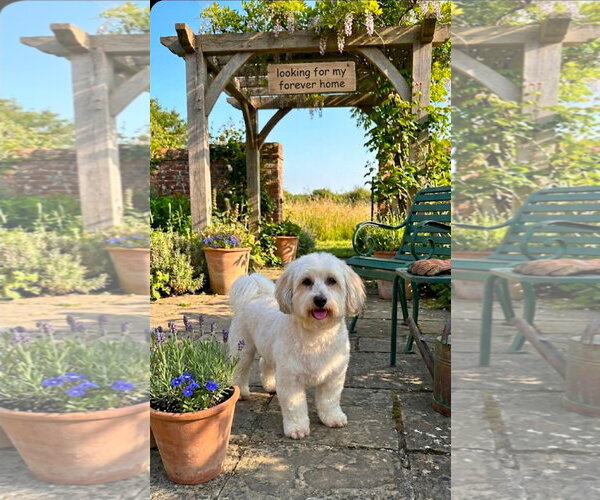 Medium Photo #1 Havamalt Puppy For Sale in Valrico, FL, USA