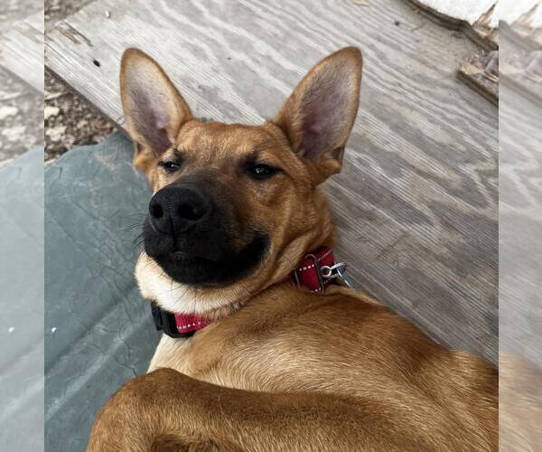 Medium Photo #2 Mutt Puppy For Sale in Incline Village, NV, USA