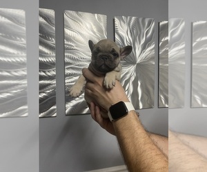French Bulldog Puppy for sale in HOFFMAN EST, IL, USA