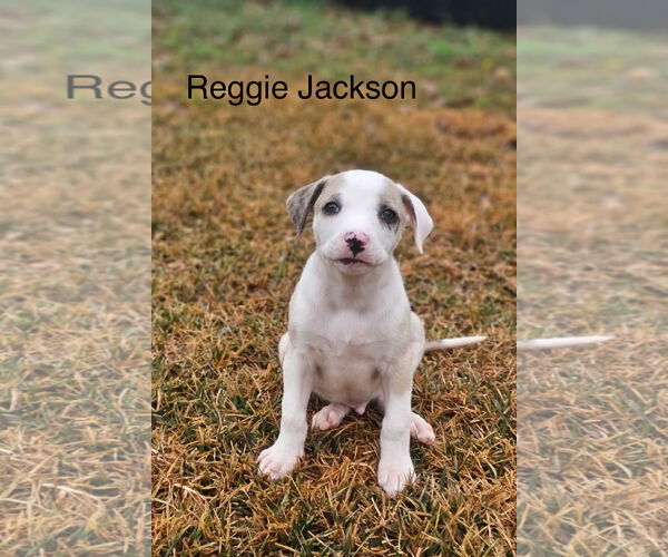 Medium Photo #11 Catahoula Leopard Dog-Unknown Mix Puppy For Sale in Rockaway, NJ, USA