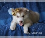 Small #4 Alaskan Husky