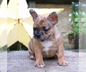 French Bulldog Puppy for sale in LANCASTER, PA, USA