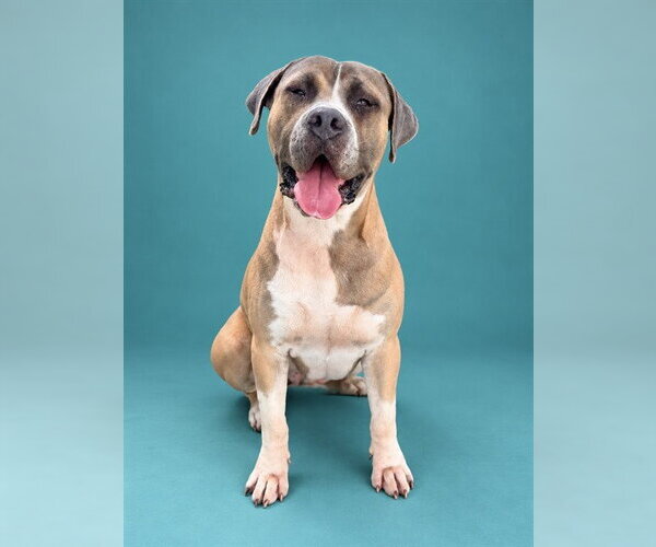 Medium Photo #1 Mastiff-Unknown Mix Puppy For Sale in Pearland, TX, USA