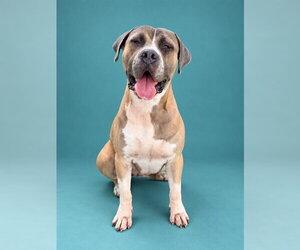 Mastiff-Unknown Mix Dogs for adoption in Pearland, TX, USA