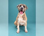 COUNT BARKULA - Male Mastiff-Unknown Mix Dog for Adoption - Small photo
