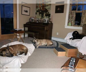 Mutt Dogs for adoption in Stevens Point, WI, USA