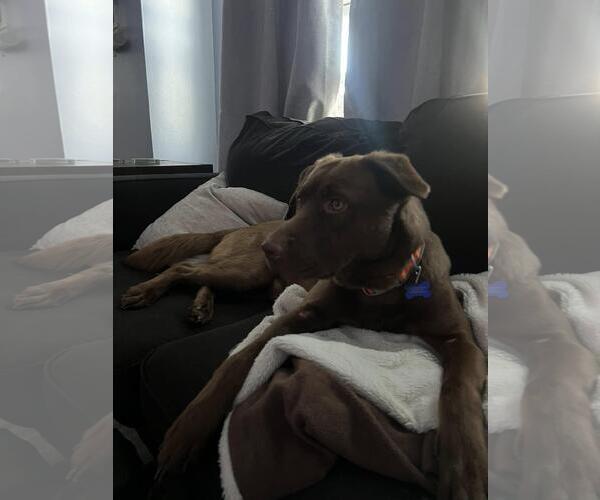 Medium Photo #2 - Mix Puppy For Sale in Coldwater, MI, USA