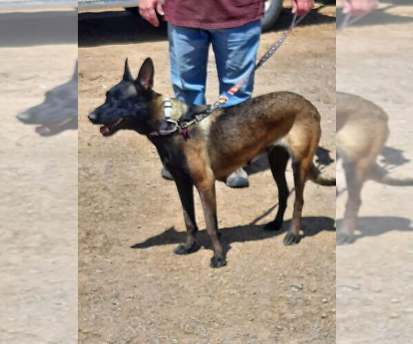 Medium Photo #1 Mutt Puppy For Sale in Imlay City, MI, USA