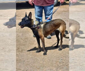 Mutt Dogs for adoption in Imlay City, MI, USA