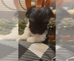 Puppy Puppy 5 Havanese