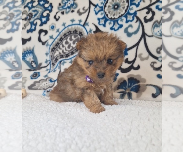 Medium Photo #15 Yoranian Puppy For Sale in LEWISBURG, KY, USA