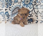 Small Photo #15 Yoranian Puppy For Sale in LEWISBURG, KY, USA