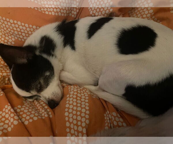 Medium Photo #2 Chihuahua Puppy For Sale in Minneapolis, MN, USA