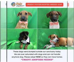 Mutt Dogs for adoption in San Diego, CA, USA