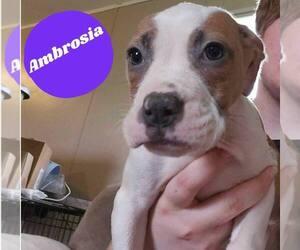 American Pit Bull Terrier-American Staffordshire Terrier Mix Dogs for adoption in Wenonah, NJ, USA