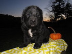 Small Photo #1 Newfoundland Puppy For Sale in MILLERSBURG, OH, USA