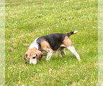 Small #7 Beagle