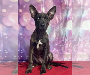 Mutt Dogs for adoption in Lakewood, CO, USA