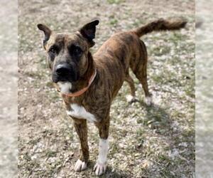 SWISS - Male Plott Hound-Unknown Mix Dog for Adoption - Photo #2