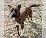 Small #1 Plott Hound Mix