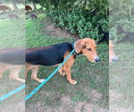 Small #2 Coonhound Mix
