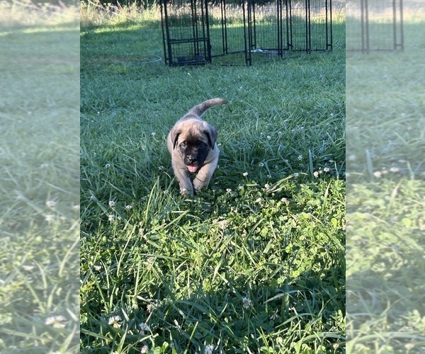 Medium Photo #5 Mastiff Puppy For Sale in COEBURN, VA, USA