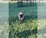 Small #3 Mastiff