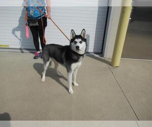 Siberian Husky Dogs for adoption in Louisville, KY, USA