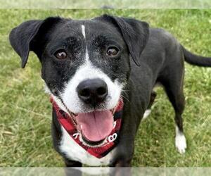 Border Collie-Unknown Mix Dogs for adoption in Pueblo, CO, USA