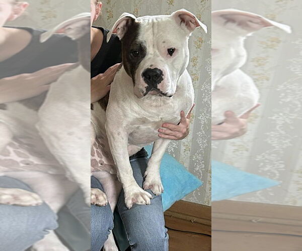 Medium Photo #5 American Pit Bull Terrier-Unknown Mix Puppy For Sale in St. Louis Park, MN, USA