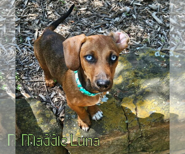 Medium Photo #7 Dachshund Puppy For Sale in San Antonio, TX, USA