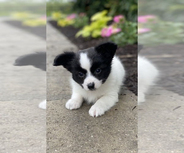 Medium Photo #3 Papillon Puppy For Sale in CANOGA, NY, USA