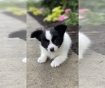 Small #2 Papillon