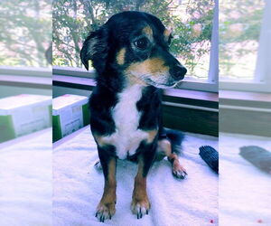 Scout, a Cavalier-Chihuahua mix male - Male Chilier Dog for Adoption - Photo #3
