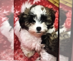 Maltese-Poodle (Toy) Mix Puppy for sale in SARASOTA, FL, USA